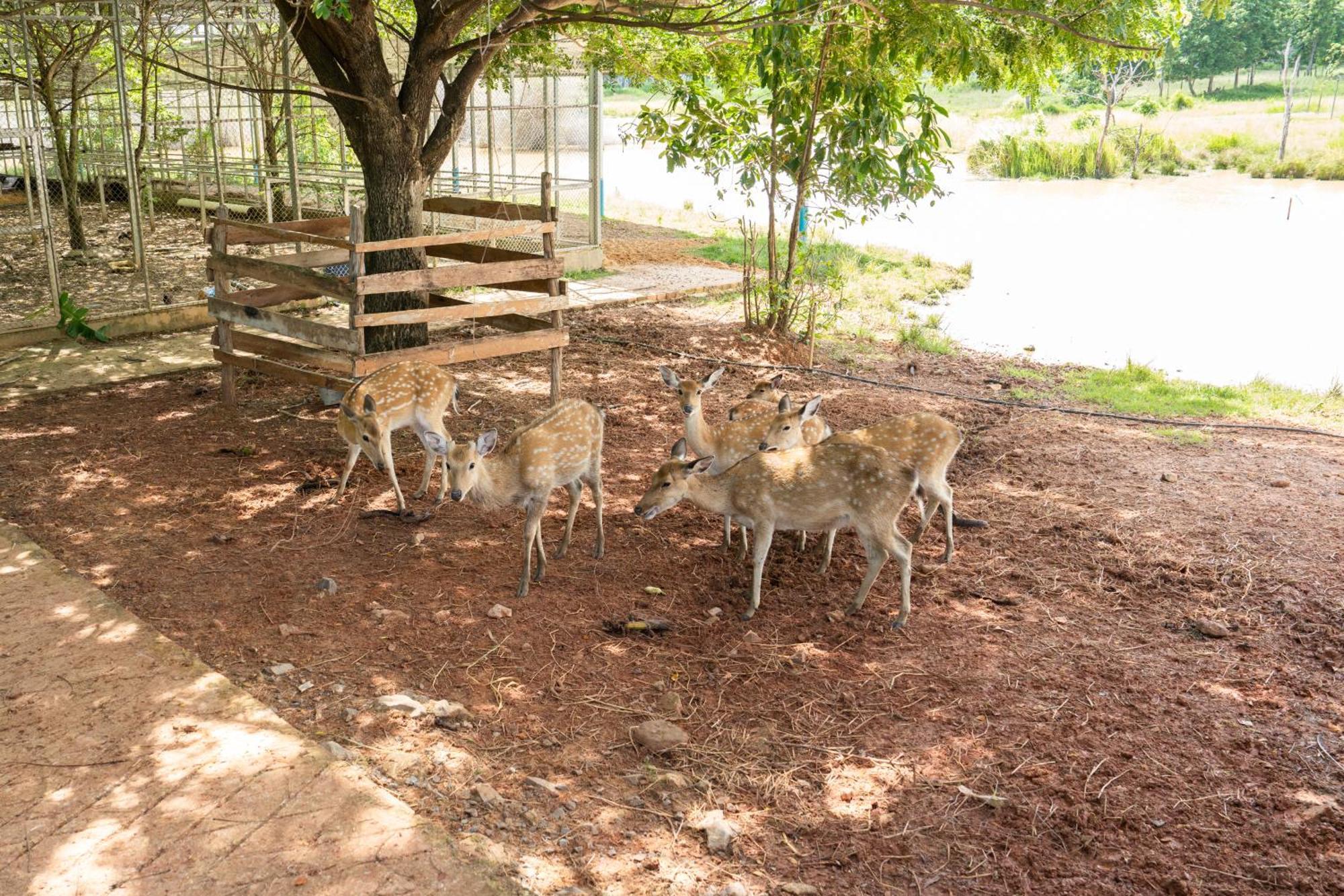 Phum Domnak Domrey Resort Chambok المظهر الخارجي الصورة